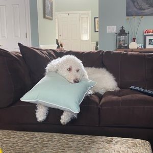 Meet your Posher, Grace